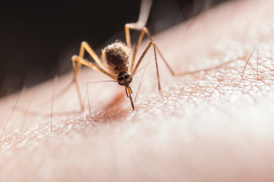 muggen bestrijden buiten
